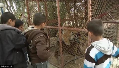 The macabre Gaza zoo where owner stuffs animals and puts them BACK in cages… because he can’t ...