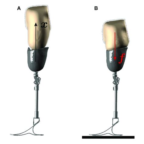 | Residual limb model. (A) The residual limb model created in... | Download Scientific Diagram