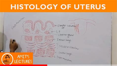 Uterus Histology Diagram