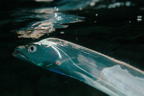 Trichiurus lepturus タチウオ - 美しい海が永遠でありますように