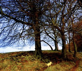 The High Wood | Remembering a nice walk in April on the Moor… | Clive Varley | Flickr