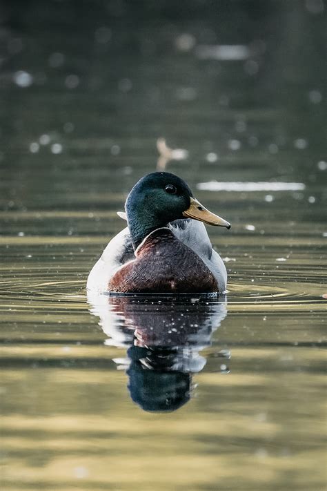 Ducklings Swimming in the Pond · Free Stock Photo