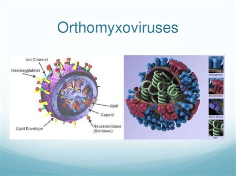 Influenza A H1N1 virus