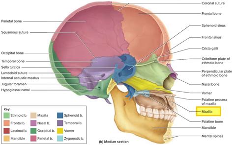 Maxilla bone, maxilla anatomy & maxilla function