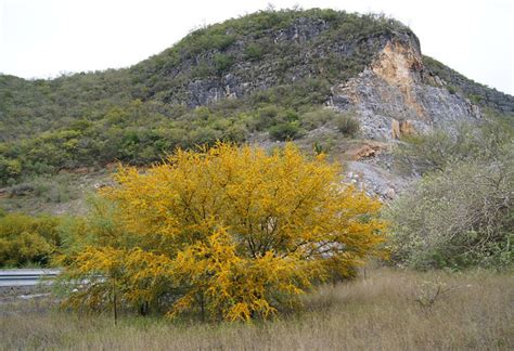 Huizache Acacia farnesiana | Flickr - Photo Sharing!