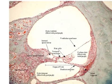 Lab 37: Histology of Cochlea Flashcards | Quizlet