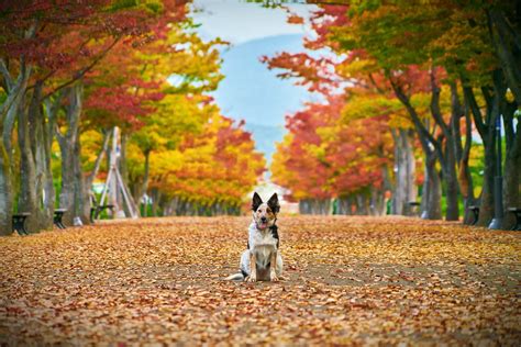 Download Fall Leaves Cute Dog Wallpaper | Wallpapers.com