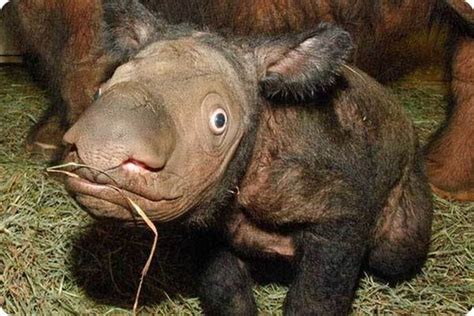 Strangest and Rarest Animals (60 pics) - Izismile.com