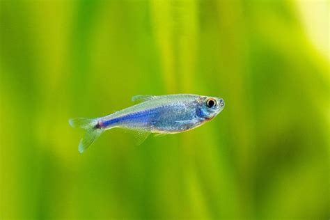 Blue Tetra (Boehlkea fredcochui): Ultimate Care Guide - Fish Laboratory