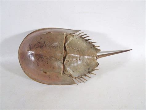 Horseshoe Crab Shell from N. FL, Clean, Natural, Dried, Taxidermy, Craft Supply, Living Fossil ...