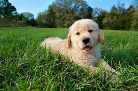 Golden retriever puppy lying down on grass - Stock Photo - Dissolve