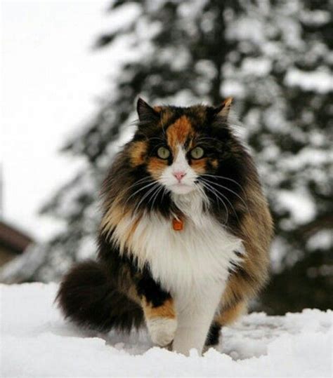 38+ Norwegian Forest Cat Orange Kitten - Furry Kittens