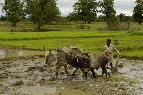 File:Ploughing paddy field with oxen, Umaria district, MP, India.jpg - Wikimedia Commons