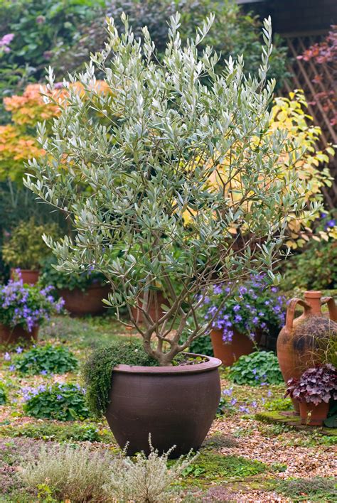 Majestic Beauty® Fruitless Olive | Plants, Patio trees, Potted trees