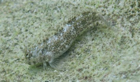 Blenny fish in the South Pacific can survive out of water - Earth.com