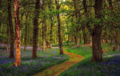 Bluebell Woods Wallpapers - Wallpaper Cave