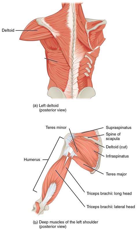 Posterior Humerus Muscles