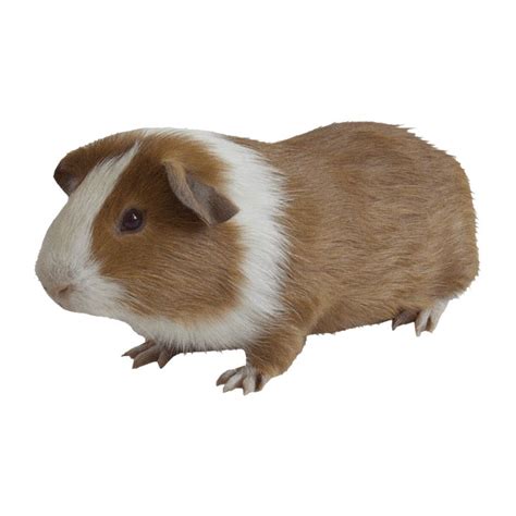 a small brown and white guinea pig