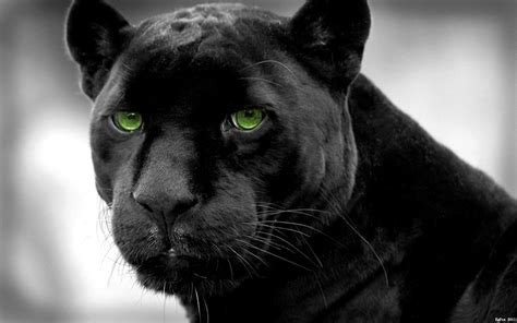 Panther Wallpapers - Wallpaper Cave