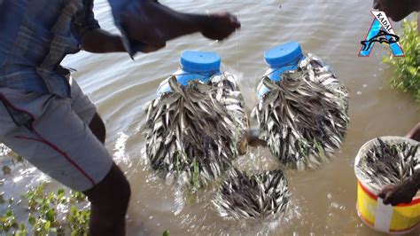 Amazing Fish Trap - Wow! Fish Catch With Plastic Bottle | Iscas de pesca, Materiais descartaveis ...