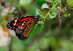 PODER ESOTÉRICO DE LAS MARIPOSAS LUZGITANA