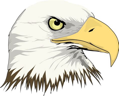 Bald Eagle Drawing Clip art - Eagle Head png download - 800*645 - Free ...