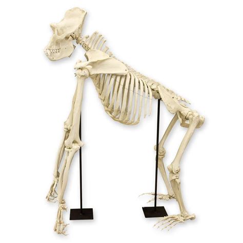 Replica Gorilla Skeleton For Sale – Skulls Unlimited International, Inc.