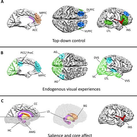 Frontiers | Mental Imagery and Brain Regulation—New Links Between Psychotherapy and Neuroscience