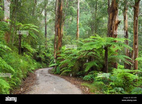 Bunyip state park hi-res stock photography and images - Alamy