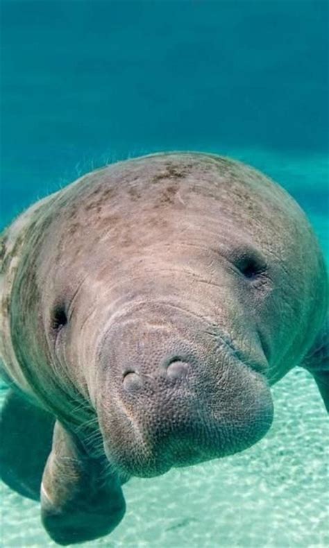 78 best images about Manatee on Pinterest | Swim, Coloring books and ...