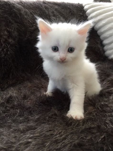 Turkish Angora kittens, 2 males for sale | in Cheltenham ...