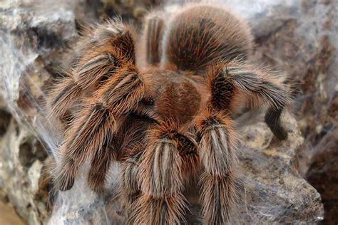 Laba Laba Tarantula – newstempo