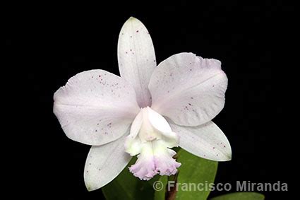 Brazil Orchid Photo Tours