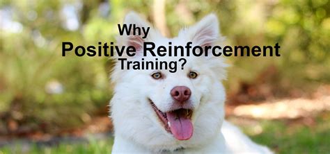 Why Positive Reinforcement? | Refined Canine