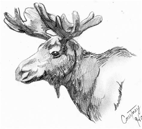 Moose Quick Sketch by passiononpaper on DeviantArt | Moose illustration, Animal sketches, Deer art