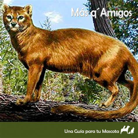 ¿Conoces el origen del gato doméstico? | Revista Más q´Amigos