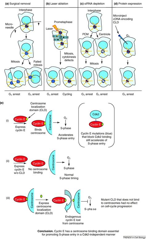 Centrosome control of the cell cycle: Trends in Cell Biology