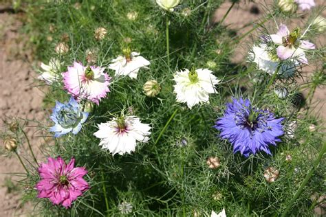 Love-in-a-Mist - Mix - Oregon Wholesale Seed Company