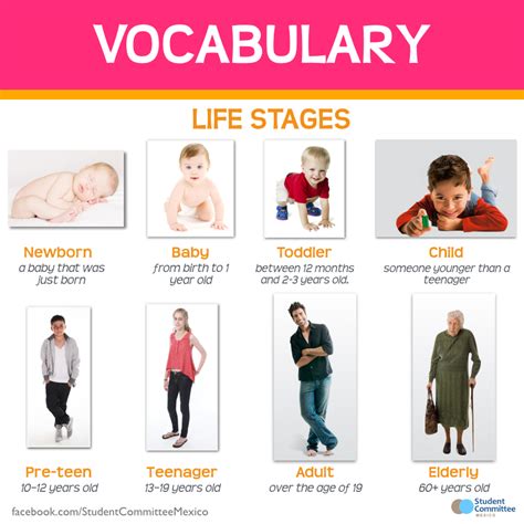 Vocabulary: Stages of life. | Life stages, Vocabulary, Study english grammar