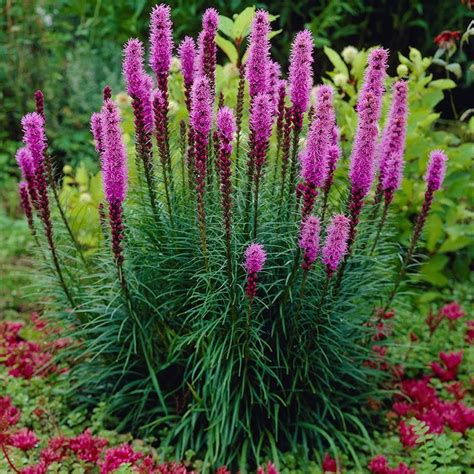 Blazing Star - Liatris spicata | American Meadows in 2020 | Purple perennials, Flowers ...