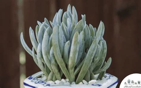 Senecio Serpens - Grow, Care and Propagate - About Succulents