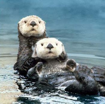 Alaska Sea Otters need to be marked 'Critical Habitat' immediately: Conservation group - Eco Friend