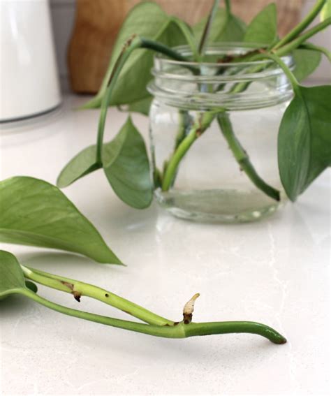 Potting Pothos Cuttings - Pothos Plant