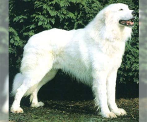 Akbash Great Pyrenees Mix - MXIBAR