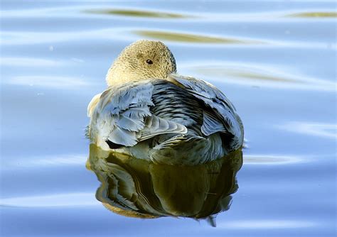 American Wigeon - female