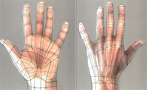 modelling, texturing, rendering, animation tutorial: Hand topology | Hand model, Hand reference ...