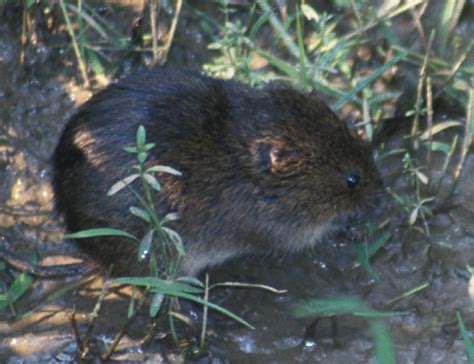 Meadow Vole and Woodland Vole