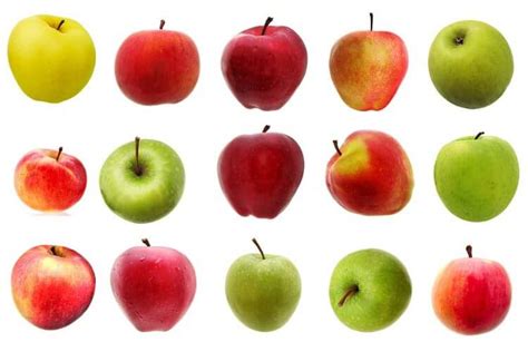 The Top 10 Apple Varieties To Choose And Grow | GARDENS NURSERY