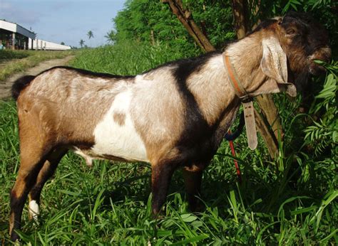 Cara Ternak Kambing Jawa tanpa Repot Terbukti Menguntungkan ...