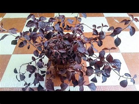 How to grow loropetalum (lalbadshah)#caring tips and propagation of ...